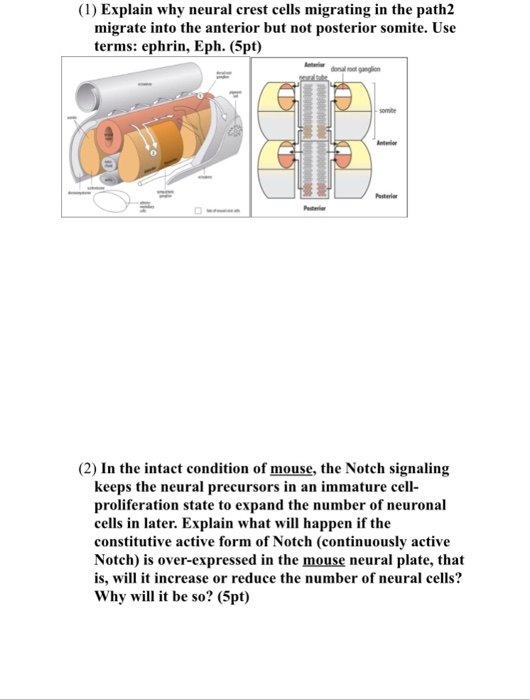 (1) Explain why neural crest cells migrating in the path2 migrate into the anterior but not posterior somite. Use terms: ephr