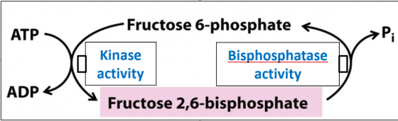 Fructose 6-phosphate ATP Kinase Bisphosphatase activity activity ADP Fructose 2,6-bisphosphate