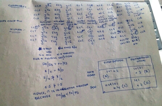 CHIMPANTEEC:- eCA gAa At 3cc tcC e CCA at C CC6 Acc Ace tG Acc G atC ceG A CC tcc cCA at C Ta CcA acas ccvo Po CcA tcc Atg GU