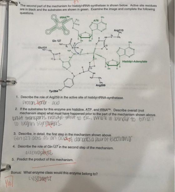 The second part of the mechanism for histidyl-tRNA-synthetase is shown below. Active site residues are in black and the subst