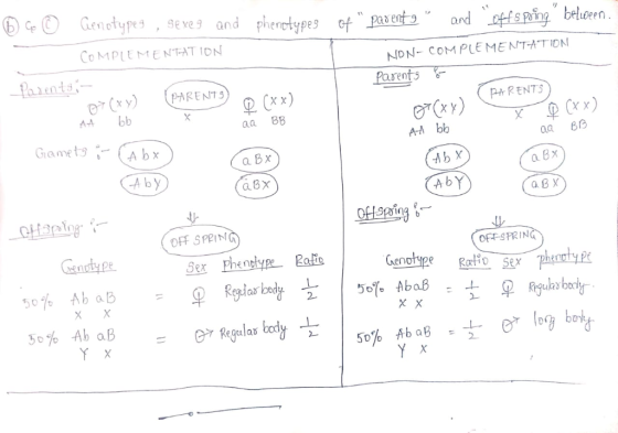 and pheretypes of Pa effsg ben CoMPLEMENTAT ION NON COMPLEMENT-ATION ents Parents PARENTS GametsCAbx aa Bo a B x A by a Bx a