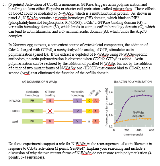 5. (5 points) Activation of Cdc42, a monomeric GTPase, triggers actin polymerization and bundling to form either filopodia or