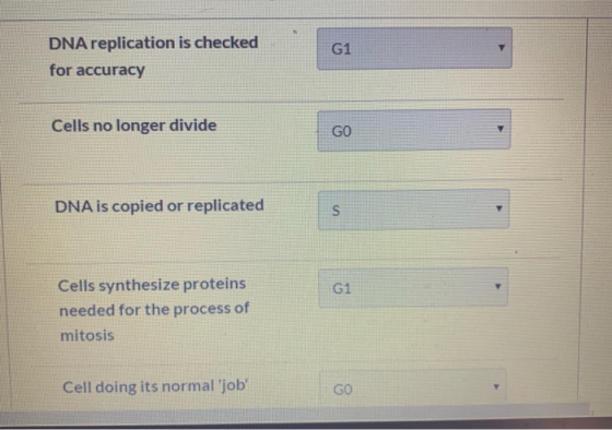 DNA replication is checked G1 for accuracy Cells no longer divide GO DNA is copied or replicated Cells synthesize proteins G1