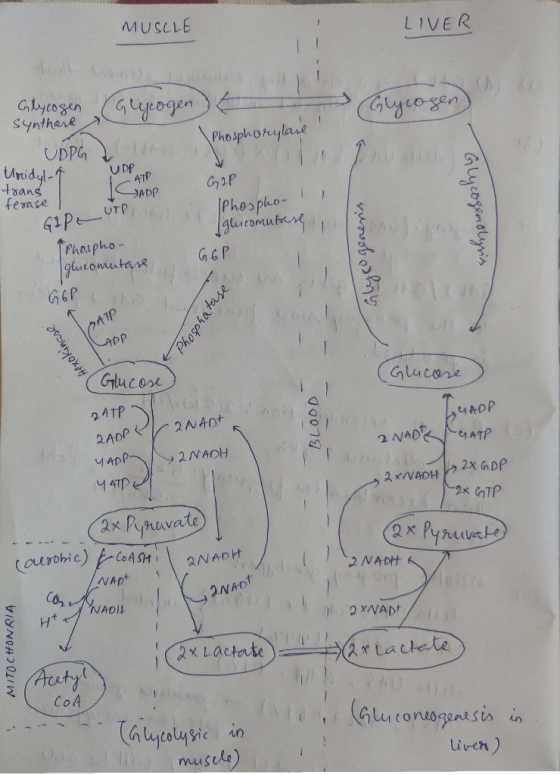 MUSCLE LIVER synthere UDP Uridyl 竹ans terase U DP ATP ADp UTP Phos pluo comu Phospho- h6P 10 DP Glucox 2ATP う4h0P te WAD NADI