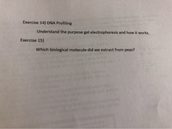 Exercise 14) DNA Profiling Understand the purpose gel electrophoresis and how it works. Exercise 15) Which biological molecul