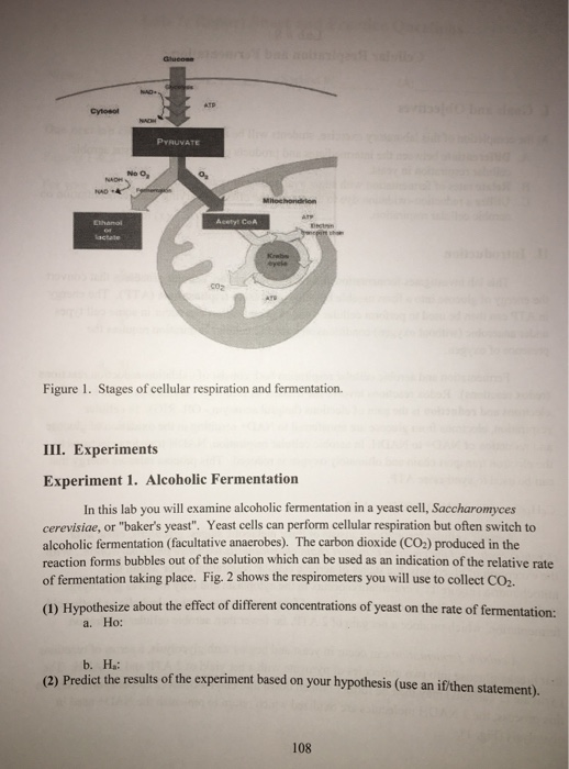 Cytosol PYRUVATE No Os Ethamol coz Figure 1. Stages of cellular respiration and fermentation. III. Experiments Experiment 1.