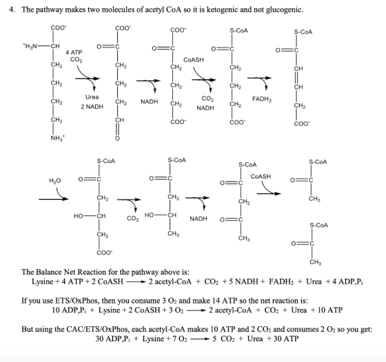The pathway makes two molecules of acetyl CoA so it is ketogenic and not glucogenic 4. S-CoA S-CoA СО COO COO =C H3N- CH 4 A