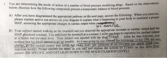 3. You are determining the mode of action of a number of blood pressure modifying drugs. Based on the observations below, the