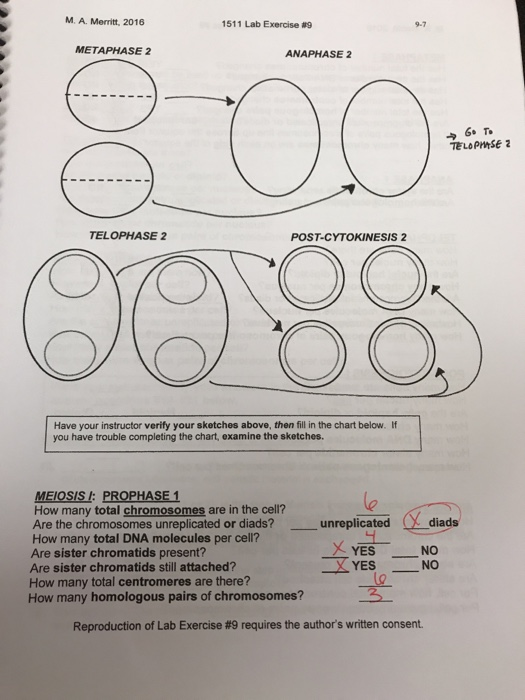 M. A. Merritt, 2016 1511 Lab Exercise #9 9-7 METAPHASE 2 ANAPHASE 2 6 T. TELOPHSE 2 TELOPHASE 2 POST-CYTOKINESIS 2 Have your