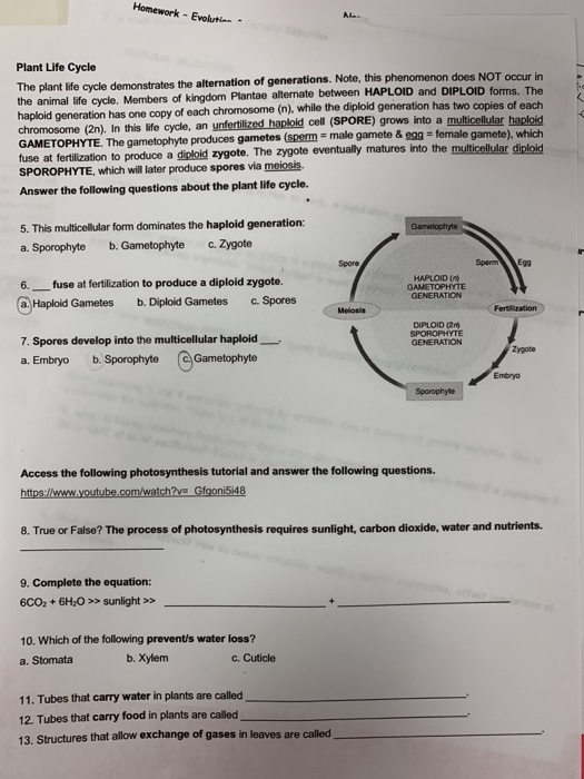 Homework Evoluti A Plant Life Cycle The plant life cycle demonstrates the alternation of generations. Note, this phenomenon d