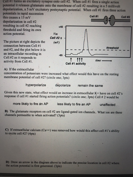Cell # 1 forms an excitatory synapse onto cell # 2 , when cell #1 fires a single action potential it releases glutamate onto
