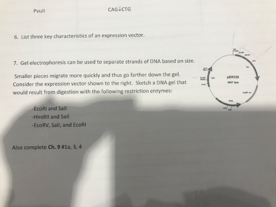 Pvull CAG CTG 6. List three key characteristics of an expression vector 7. Gel electrophoresis can be used to separate strand