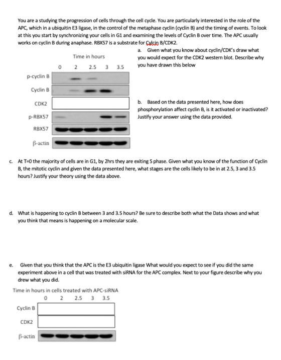 You are a studying the progression of cells through the cell cycle. You are particularly interested in the role of the APC, w