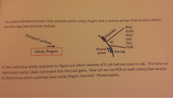 You have a forward primer that anneals within sticky fingers and a reverse primer that anneals within the Pen-tag (see pictur