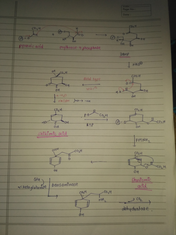 Page No Date CoaH On pynvic acis enylhpse t phosphae DAHP Aldol type OH Co Ho 02H OH on Fr1NH 2 CO2H CO2H 애 Gly Cho?smi acidl