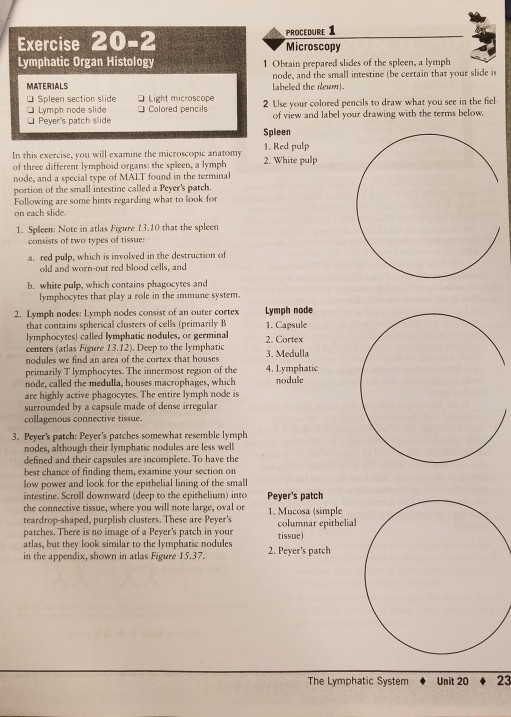 PROCEDURE Exercise 20-2 Lymphatic Organ Histology Microscopy 1 Obtain prepared slides of the spleen, a lymph node, and the sm