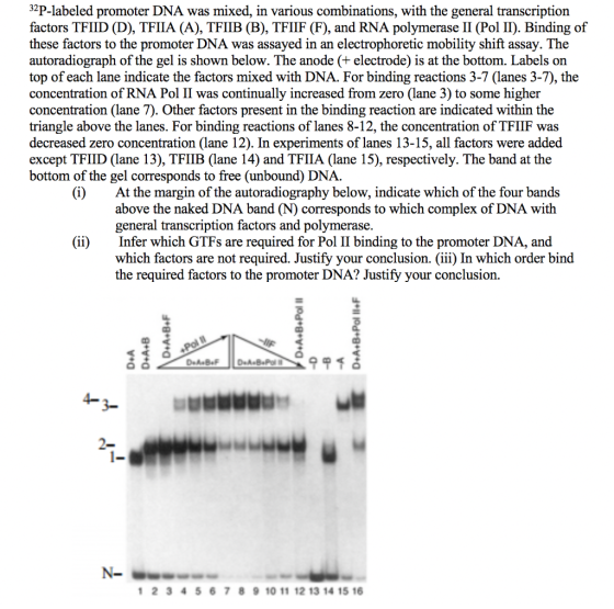 32P-labeled promoter DNA was mixed, in various combinations, with the general transcription factors TFIID (D), TFIIA (A), TFI