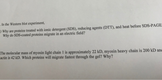 In the Western blot experiment, )Why are proteins treated with ionic detergent (SDS), reducing agents (DTT), and heat before