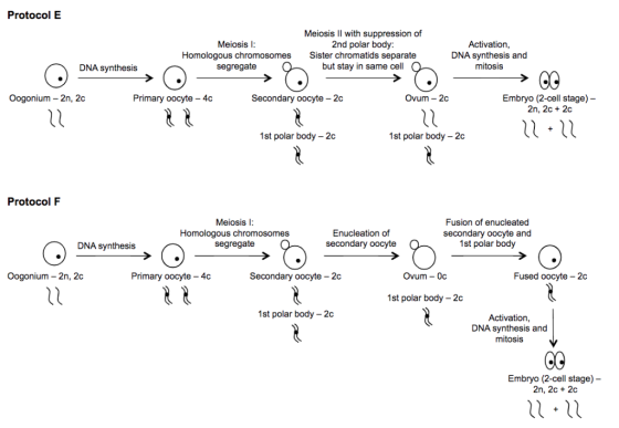 Protocol E Meiosis ll with suppression of 2nd polar body: Meiosis l Activation, DNA synthesis and mitosis Homologous chromoso