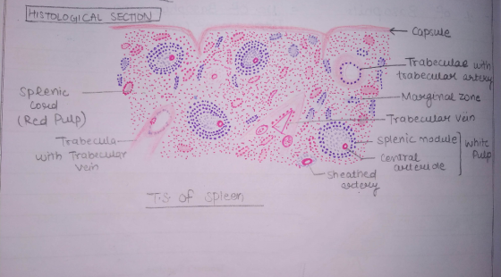 ISTOLOGICAL SECTION Capsule Trabeculae wth SpRenic (Red Pulp Trabecula whit Central Pulp auetesiole -sheathed es