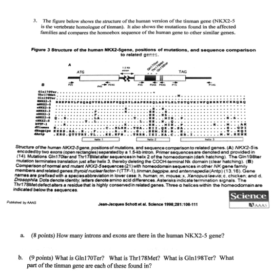 3· The figure below shows the structure of the human version of the tinman gene (NKX2-5 is the vertebrate homologue of tinman
