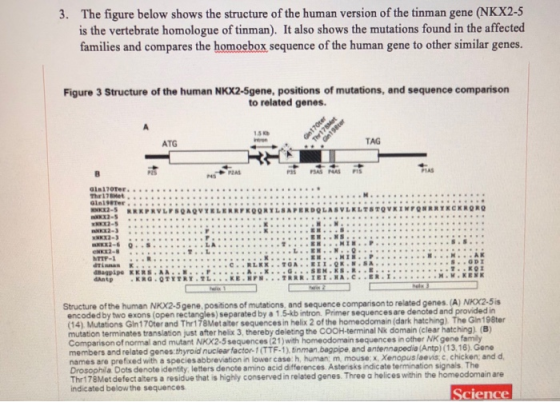 3. The figure below shows the structure of the human version of the tinman gene (NK.X2-5 is the vertebrate homologue of tinma