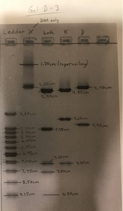 Gel D-3 DNA only Ladder both K 1.30cm(supercol ling) Dem percoilin 1.65em 2.7om 2.25cm 2.90cm 4.95cm 6.75m 7.25cm 7.20cm 8.50