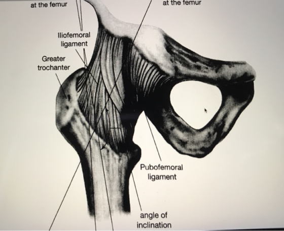 at the femur at the femur liofemoral ligament Greater trochanter Pubofemoral ligament angle of inclination
