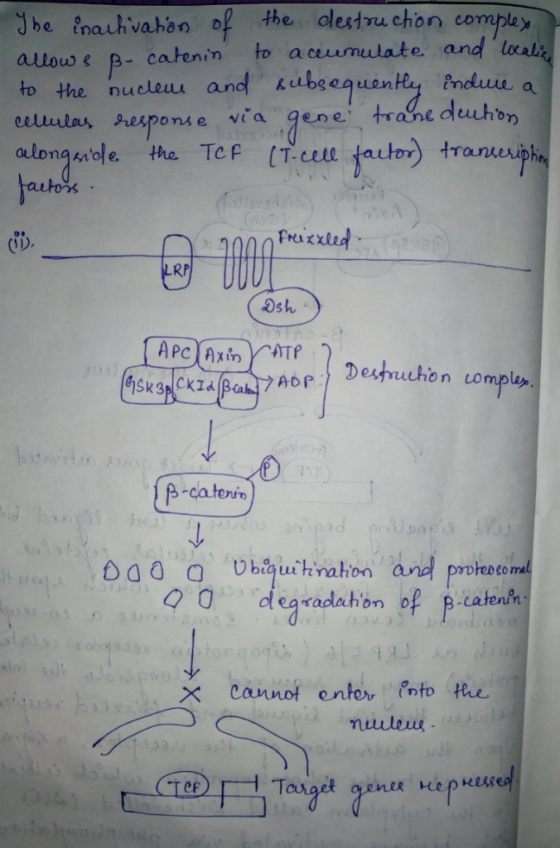 Jbe tnauhvahon othe olestru chon comple alouss p- catenin to aceumulate and tnalz to the nucleu, and,zubsequen to acumulate a