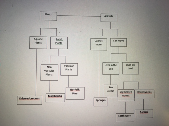 Plants Animals Aquatic Plants Land Plants Cannot Can move move Lives in the Lives on Vascular Plants Non Vascular Plants sea