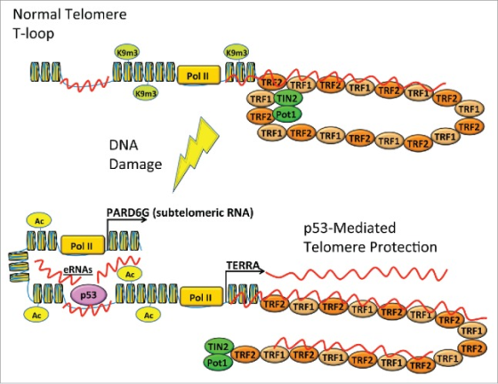 Normal Telomere T-loop TRE2XTRF TRF1(TIN2 RF2XTRF1 RF RF TRF2 RF1 XTRF2 TRF1 RF1XTRF DNA Damage PARD6G (subtelomeric RNA) Ac
