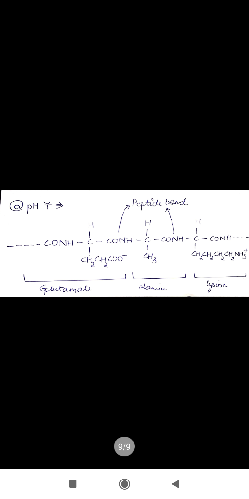 Peptide bandl pH I- CONH C-CONH CONH C - HNO CH3 aine alanin Glutamat 9/9