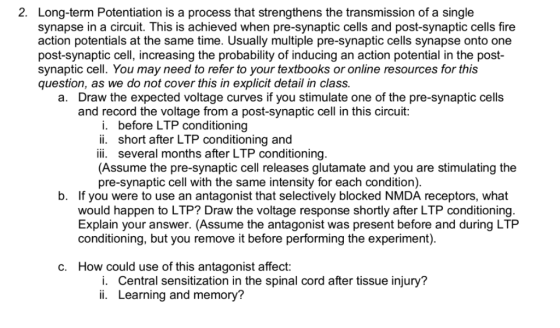 2. Long-term Potentiation is a process that strengthens the transmission of a single synapse in a circuit. This is achieved w