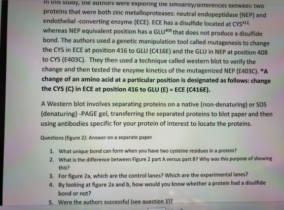 in this studay, the autnors were expioring the Simiiarity/aITTerences betweeri two proteins that were both zinc metalloprotea