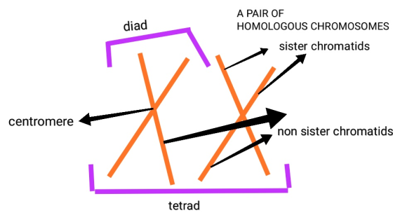 A PAIR OF diad HOMOLOGOUS CHROMOSOMES sister chromatids centromere non sister chromatids tetrad