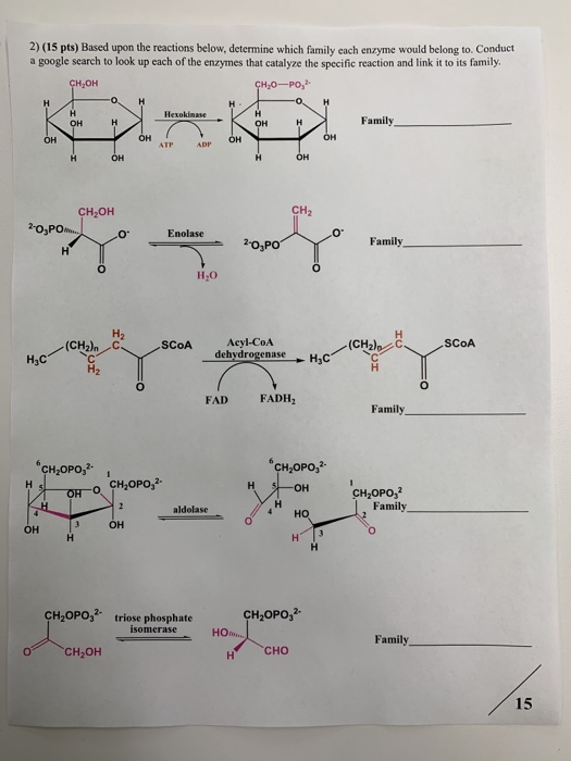 2) (15 pts) Based upon the reactions below, determine which family each enzyme would belong to. Conduct a google search to lo