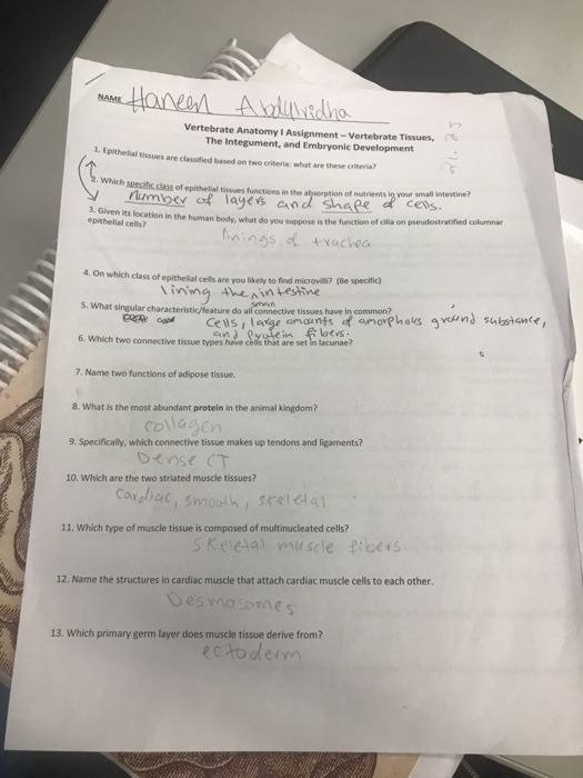 Hanen AblunBdha NAME Vertebrate Anatomy I Assignment-Vertebrate Tissues, The Integument, and Embryonic Development 1. Epithel