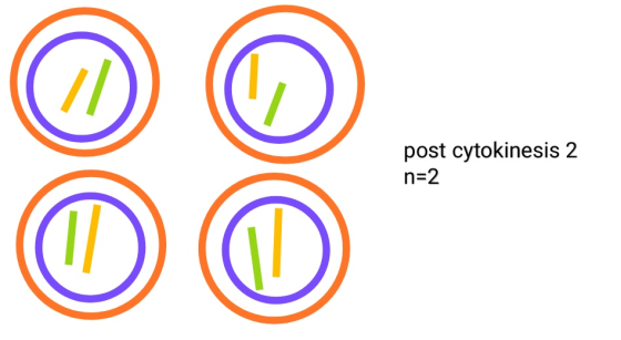 post cytokinesis 2 n-2