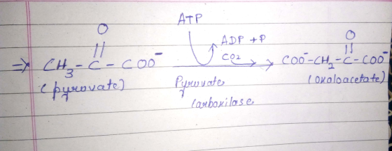 ATP 了 Co2 COO-CH,-C-COO 3 Loxaloaceta-te) ades ан bori lose 2