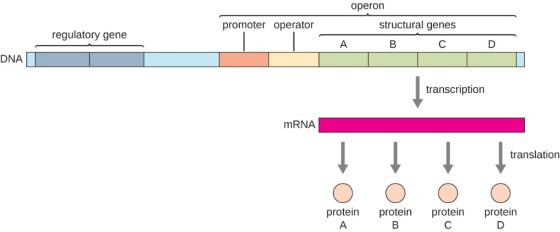 operon structural genes promoter operator regulatory gene DNA transcription mRNA translation protein protein protn protein