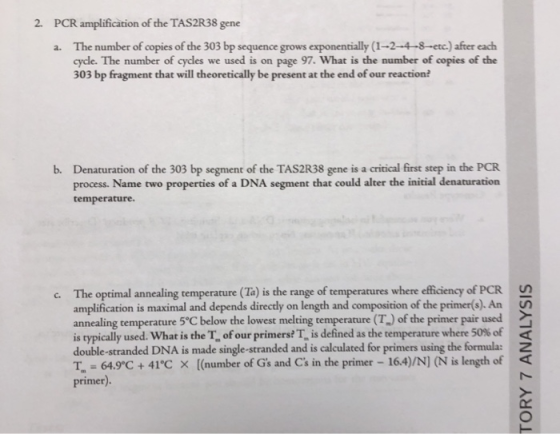 2. PCR amplification of the TAS2R38 gene a. The number of copies of the 303 bp sequence grows exponentially (1-2-4-8-etc) aft