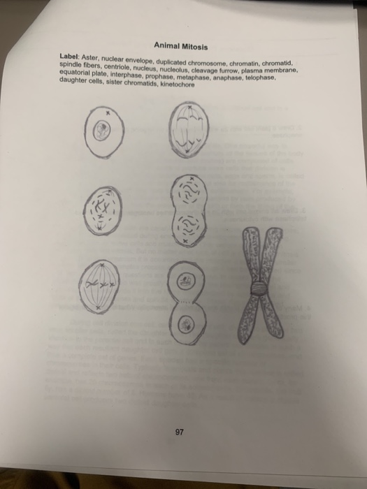 Animal Mitosis Label: Aster, nuclear envelope, duplicated chromosome, chromatin, chromatid, spindle fibers, centriole, nucleu