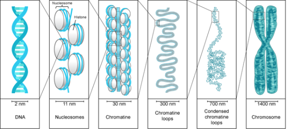 Nucleosome Histone 1400 nm 30 nm 11 nm nm nm nm Condensed chromatine loops Chromatine loops DNA Nucleosomes Chromatine Chromo