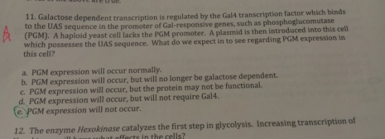 11. Galactose dependent transcription is regulated by the Gal4 transcription factor which binds to the UAS sequence in the pr