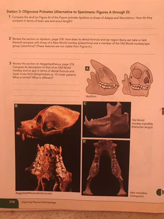 Station 3: Oligocene Primates (Alternative to Specimens: Figures A through D) 1 Compare the skull (or Figure A) of the Fayum
