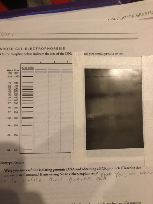 DOPULATION GENETI ORY 7 AROSE GEL ELECTROPHORESis On the template below, indicate the size of the DNnts you would predict to