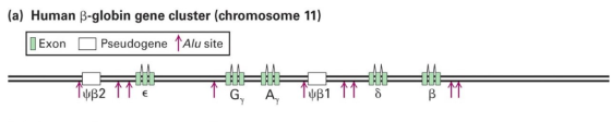 (a) Human β-globin gene cluster (chromosome 11) Pseudogene ↑Alu site O Exon ult nt ψβ1