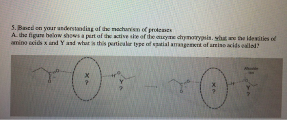 5. Based on your understanding of the mechanism of proteases A. the figure below shows a part of the active site of the enzym