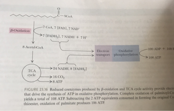 C-SCoA 7 CoA, 7 [FAD], 7 NAD B-Oxidation 7 [FADH21, 7 NADH +7H 8 Acetyl-CoA 100 ADP 100 Oxidative Electron transport phosphor