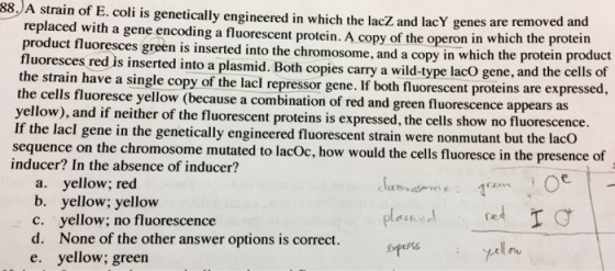 -88.)A strain of E. coli is genetically engineered in which the lacZ and lacY genes are removed and replaced with a gene enco
